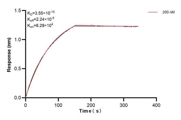 Biolayer interferometry (BLl) kinetic assay of 60686-2-Ig against Human EXT2 was performed. The affinity constant is 0.355 nM.. Affinity and Kinetic Characterization of 60686-2-PBS