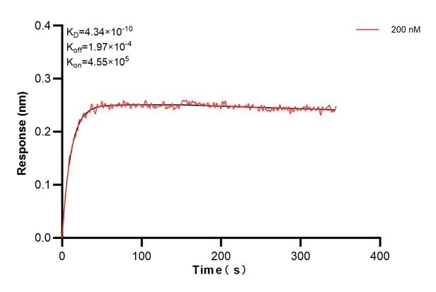 Biolayer interferometry (BLl) kinetic assay of 60695-1-Ig against Human MBP was performed. The affinity constant is 0.434 nM.. Affinity and Kinetic Characterization of 60695-1-PBS