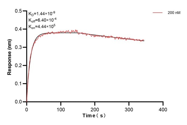 Biolayer interferometry (BLl) kinetic assay of 60695-2-Ig against Human MBP was performed. The affinity constant is 1.44 nM.. Affinity and Kinetic Characterization of 60695-2-PBS