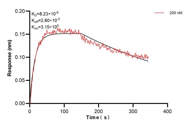 Biolayer interferometry (BLl) kinetic assay of 60695-3-Ig against Human MBP was performed. The affinity constant is 8.23 nM.. Affinity and Kinetic Characterization of 60695-3-PBS