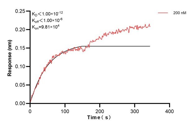 Biolayer interferometry (BLl) kinetic assay of 60703-2-Ig against Human DST was performed. The affinity constant is below 1 pM. Affinity and Kinetic Characterization of 60703-2-PBS