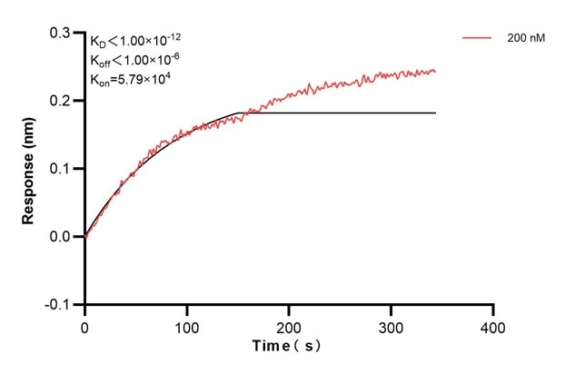 Biolayer interferometry (BLl) kinetic assay of 60703-3-Ig against Human DST was performed. The affinity constant is below 1 pM. Affinity and Kinetic Characterization of 60703-3-PBS