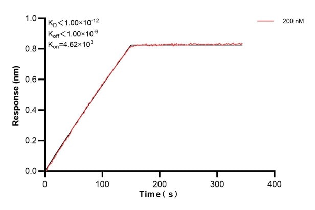 Biolayer interferometry (BLl) kinetic assays of 60705-3-Ig against Human GBP4 were performed. The affinity constant is below 1 pM. Affinity and Kinetic Characterization of 60705-3-PBS
