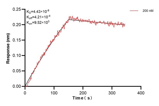 Biolayer interferometry (BLl) kinetic assay of 60712-1-Ig against Human NFKBIA was performed. The affinity constant is 44.3 nM.. Affinity and Kinetic Characterization of 60712-1-PBS