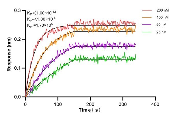 Affinity and Kinetic Characterization of 60738-1-Ig
