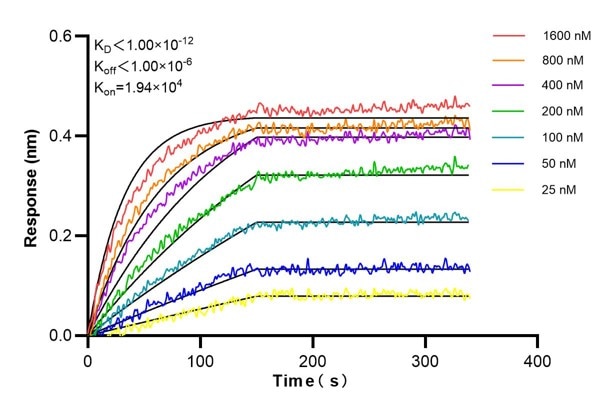 Affinity and Kinetic Characterization of 60738-2-Ig