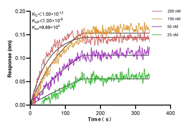 Affinity and Kinetic Characterization of 60738-3-Ig