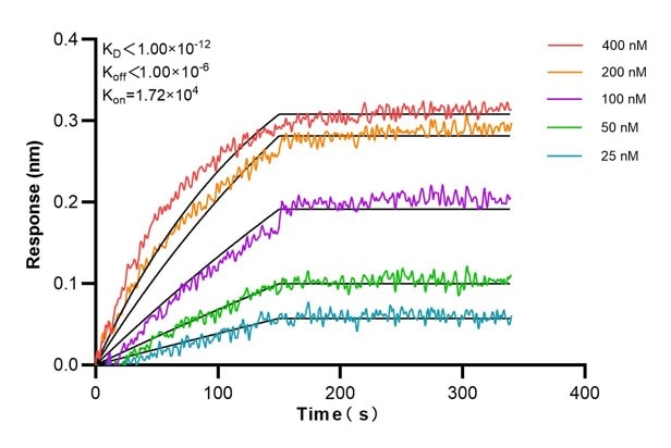 Affinity and Kinetic Characterization of 60738-5-Ig