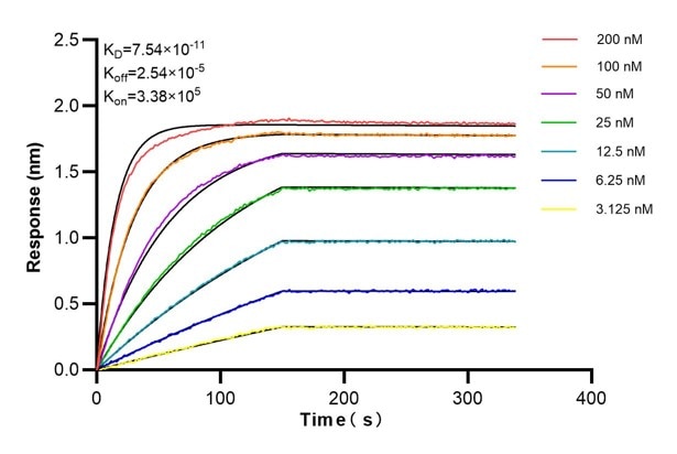 Affinity and Kinetic Characterization of 60748-1-Ig