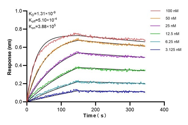 Affinity and Kinetic Characterization of 60753-1-PBS