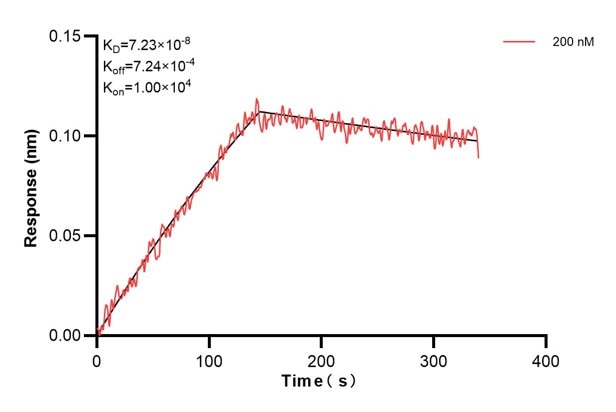 Biolayer interferometry (BLl) kinetic assays of 60756-1-Ig against Human NUCB2 were performed. The affinity constant is 72.3 nM. Affinity and Kinetic Characterization of 60756-1-PBS