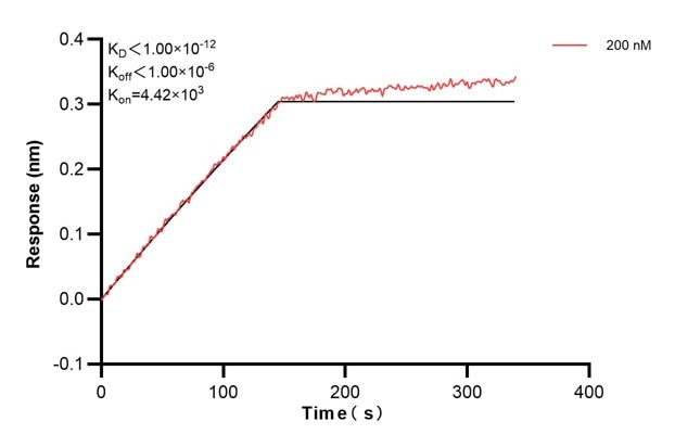 Biolayer interferometry (BLl) kinetic assays of 60756-5-Ig against Human NUCB2 were performed. The affinity constant is below 1 pM. Affinity and Kinetic Characterization of 60756-5-PBS