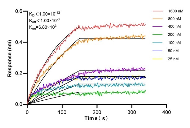 Affinity and Kinetic Characterization of 60773-2-PBS