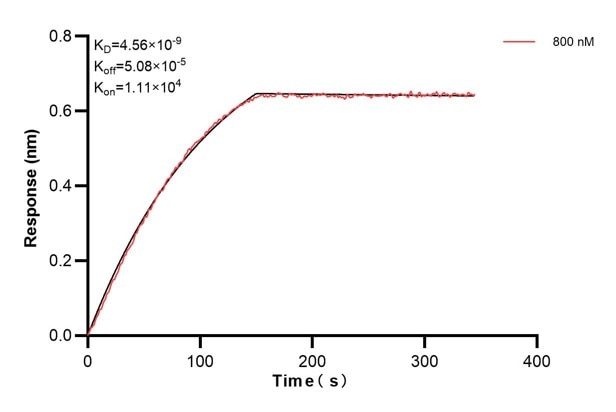 Biolayer interferometry (BLl) kinetic assays of 60774-1-Ig against Human SMARCA2 were performed. The affinity constant is 4.56 nM. Affinity and Kinetic Characterization of 60774-1-PBS