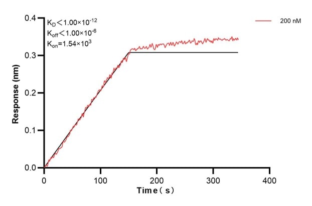 Biolayer interferometry (BLl) kinetic assays of 60774-2-Ig against Human SMARCA2 were performed. The affinity constant is below 1 pM. Affinity and Kinetic Characterization of 60774-2-PBS