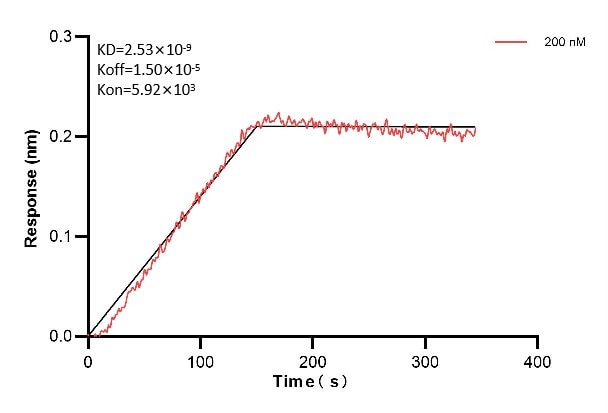 Biolayer interferometry (BLl) kinetic assays of 60774-3-Ig against Human SMARCA2 were performed. The affinity constant is 2.53 nM. Affinity and Kinetic Characterization of 60774-3-PBS