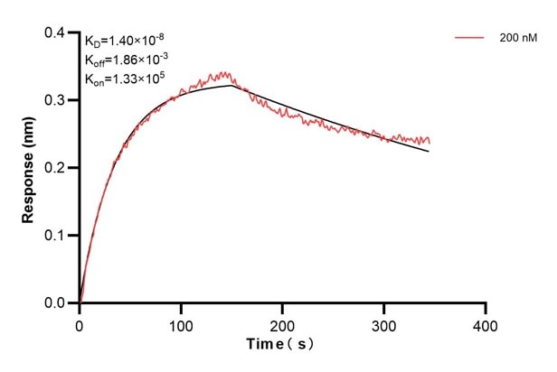 Biolayer interferometry (BLl) kinetic assays of 60774-4-Ig against Human SMARCA2 were performed. The affinity constant is 14.0 nM. Affinity and Kinetic Characterization of 60774-4-PBS