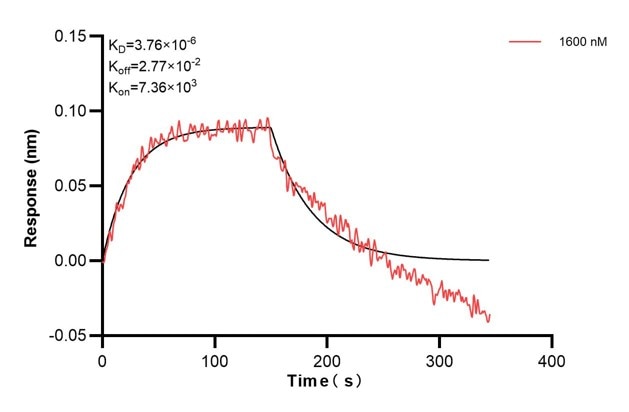 Affinity and Kinetic Characterization of 60774-5-PBS