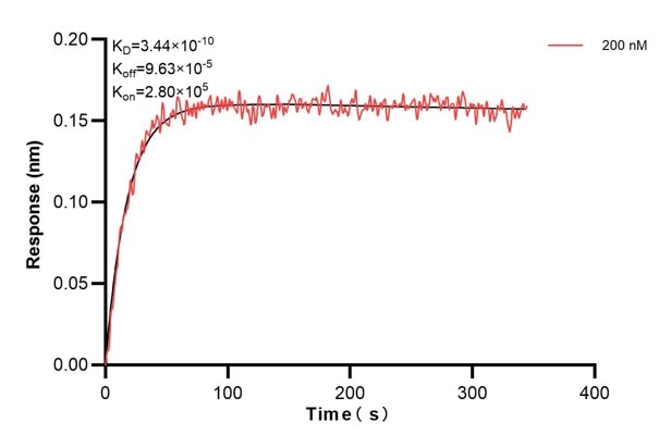 Affinity and Kinetic Characterization of 60776-1-PBS