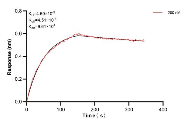 Biolayer interferometry (BLl) kinetic assay of 60785-2-Ig against Human SFTPB was performed. The affinity constant is 4.69 nM. Affinity and Kinetic Characterization of 60785-2-PBS