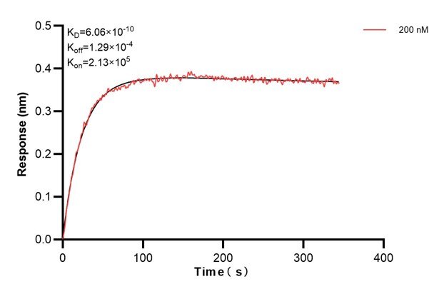 Affinity and Kinetic Characterization of 60791-1-PBS