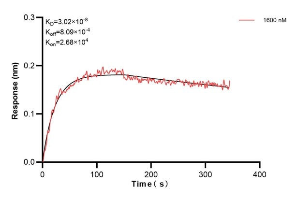 Biolayer interferometry (BLl) kinetic assay of 60795-1-Ig against Human Plakophilin 2 was performed. The affinity constant is 30.2 nM.. Affinity and Kinetic Characterization of 60795-1-PBS