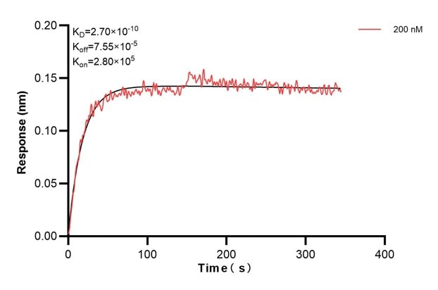 Biolayer interferometry (BLl) kinetic assay of 60798-1-Ig against Human KRT10 was performed. The affinity constant is 0.27 nM.. Affinity and Kinetic Characterization of 60798-1-PBS