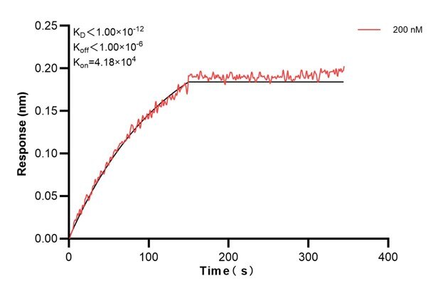 Biolayer interferometry (BLl) kinetic assay of 60798-2-Ig against Human KRT10 was performed. The affinity constant is below 1 pM.. Affinity and Kinetic Characterization of 60798-2-PBS