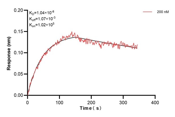 Biolayer interferometry (BLl) kinetic assay of 60798-3-Ig against Human KRT10 was performed. The affinity constant is 10.4 nM.. Affinity and Kinetic Characterization of 60798-3-PBS
