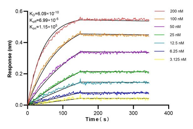 Affinity and Kinetic Characterization of 60801-1-PBS
