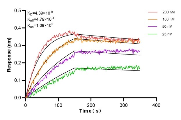 Affinity and Kinetic Characterization of 60814-1-PBS