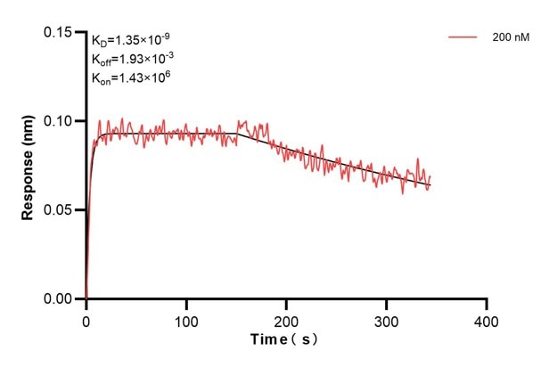 Biolayer interferometry (BLl) kinetic assay of 60818-1-Ig against Human TULP2 was performed. The affinity constant is 1.35 nM.. Affinity and Kinetic Characterization of 60818-1-PBS