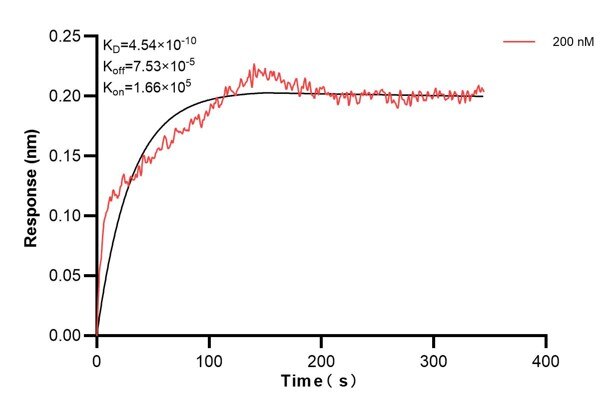 Biolayer interferometry (BLl) kinetic assay of 60818-2-Ig against Human TULP2 was performed. The affinity constant is 0.454 nM.. Affinity and Kinetic Characterization of 60818-2-PBS