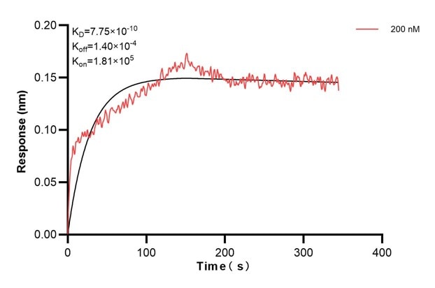 Biolayer interferometry (BLl) kinetic assay of 60818-4-Ig against Human TULP2 was performed. The affinity constant is 0.775 nM.. Affinity and Kinetic Characterization of 60818-4-PBS