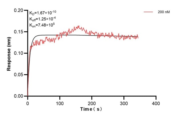 Biolayer interferometry (BLl) kinetic assay of 60818-5-Ig against Human TULP2 was performed. The affinity constant is 0.167 nM... Affinity and Kinetic Characterization of 60818-5-PBS