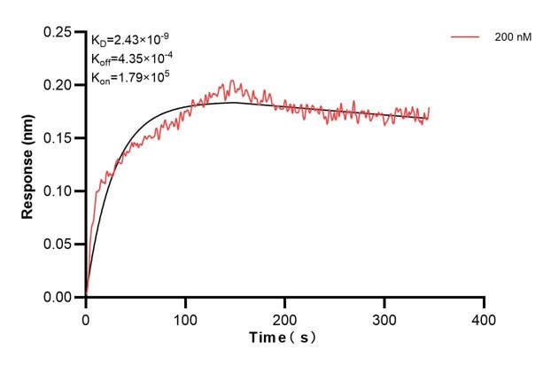 Biolayer interferometry (BLl) kinetic assay of 60818-6-Ig against Human TULP2 was performed. The affinity constant is 2.43 nM... Affinity and Kinetic Characterization of 60818-6-PBS