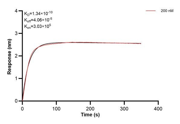 Affinity and Kinetic Characterization of 60826-3-PBS Affinity and Kinetic Characterization of 60826-3-PBS