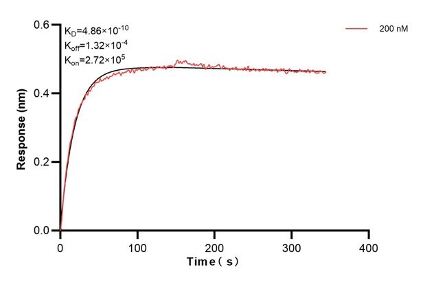 Biolayer interferometry (BLl) kinetic assay of 60828-1-Ig against Human ATP8A1 was performed. The affinity constant is 0.486 nM... Affinity and Kinetic Characterization of 60828-1-PBS
