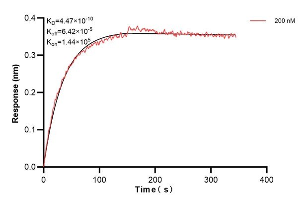 Biolayer interferometry (BLl) kinetic assay of 60828-2-Ig against Human ATP8A1 was performed. The affinity constant is 0.447 nM... Affinity and Kinetic Characterization of 60828-2-PBS