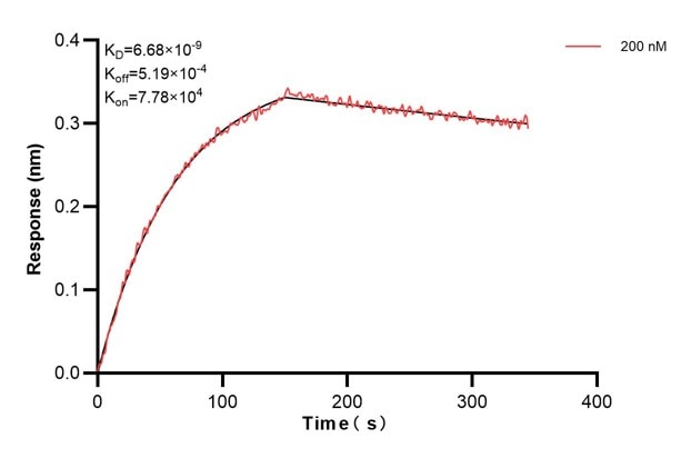 Biolayer interferometry (BLl) kinetic assay of 60828-3-Ig against Human ATP8A1 was performed. The affinity constant is 6.68 nM... Affinity and Kinetic Characterization of 60828-3-PBS
