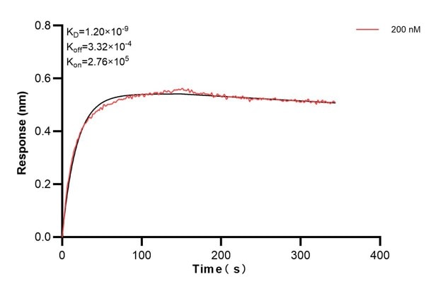 Biolayer interferometry (BLl) kinetic assay of 60828-4-Ig against Human ATP8A1 was performed. The affinity constant is 1.20 nM... Affinity and Kinetic Characterization of 60828-4-PBS