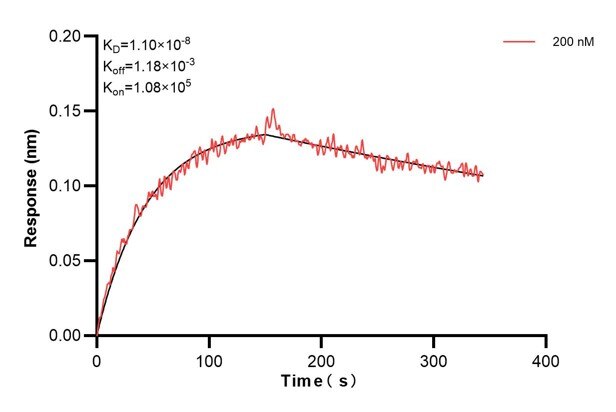 Biolayer interferometry (BLl) kinetic assay of 60838-1-Ig against Human TLR7 was performed. The affinity constant is 11.0 nM. Affinity and Kinetic Characterization of 60838-1-PBS