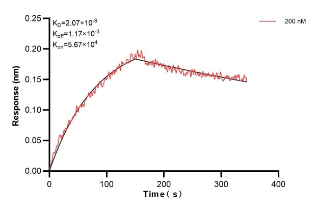Affinity and Kinetic Characterization of 60838-2-PBS