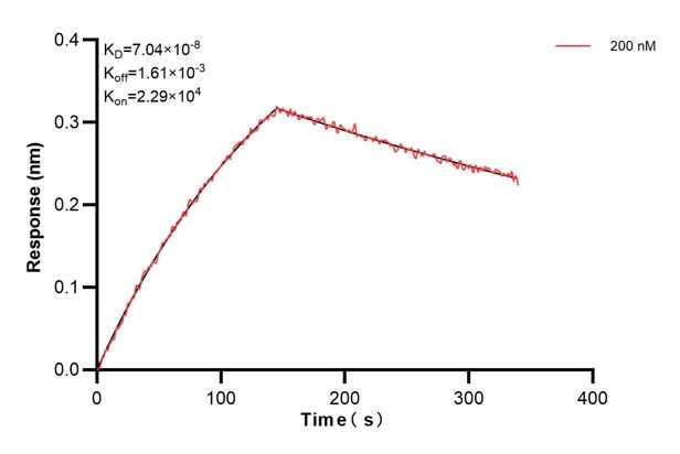 Biolayer interferometry (BLl) kinetic assays of 60844-1-Ig against Human TCEB2 were performed. The affinity constant is 70.4 nM. Affinity and Kinetic Characterization of 60844-1-PBS