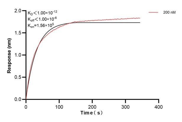 Biolayer interferometry (BLl) kinetic assays of 60858-5-Ig against Human GAS2 were performed. The affinity constant is below 1 pM. Affinity and Kinetic Characterization of 60858-5-PBS