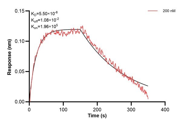 Affinity and Kinetic Characterization of 60864-1-PBS Affinity and Kinetic Characterization of 60864-1-PBS
