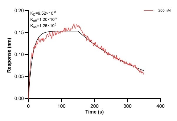 Affinity and Kinetic Characterization of 60864-2-PBS Affinity and Kinetic Characterization of 60864-2-PBS