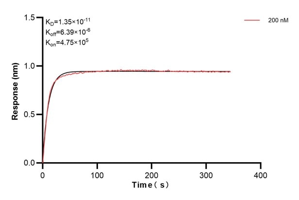 Affinity and Kinetic Characterization of 60874-1-PBS