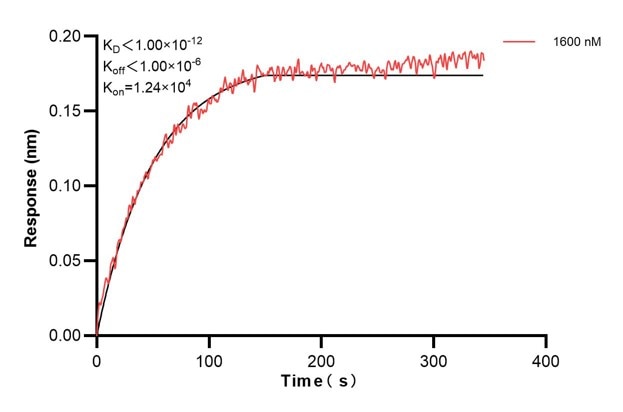 Biolayer interferometry (BLl) kinetic assay of 60885-5-Ig against Human PIK3C2B was performed. The affinity constant is below 1 pM. Affinity and Kinetic Characterization of 60885-5-PBS