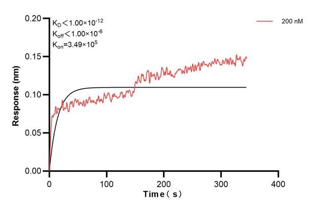 Affinity and Kinetic Characterization of 60906-1-PBS